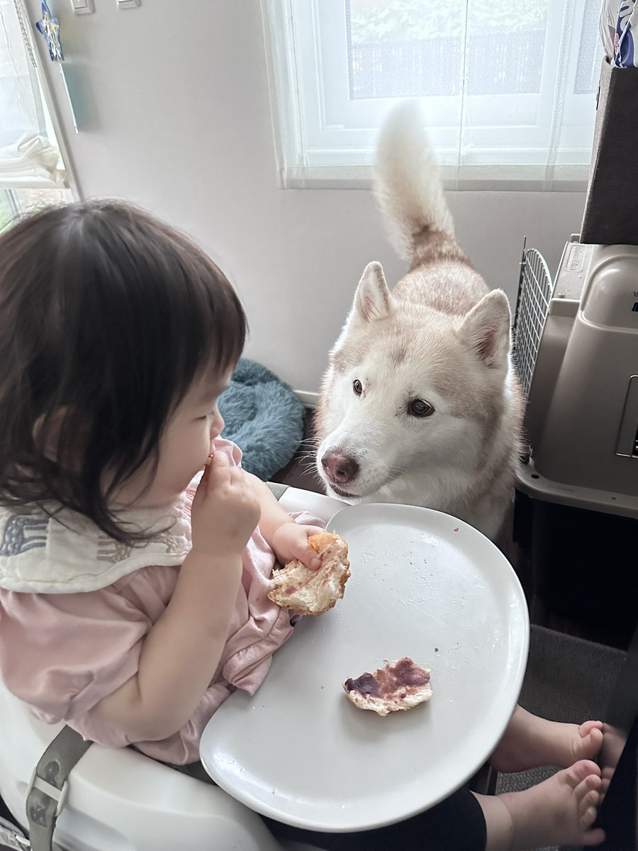 VivienneHusky's tweet photo. あんパンを食べる子供と
あんパンをねだるシベリアンハスキー https://t.co/6QWdXDTCBg