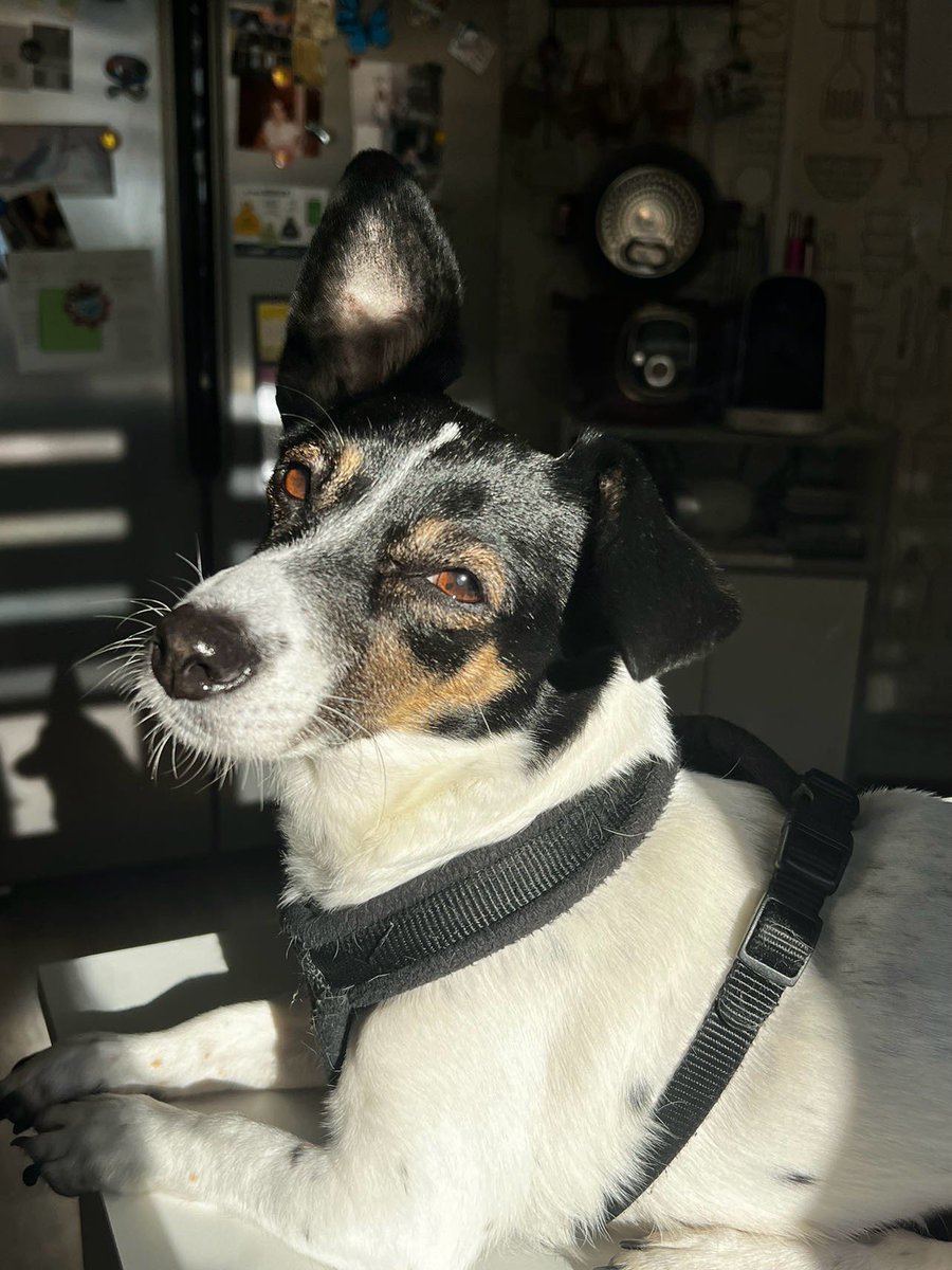 _fullsun____'s tweet image. Ma beauté, j’espère tellement que ça ira mieux ❤️‍🩹