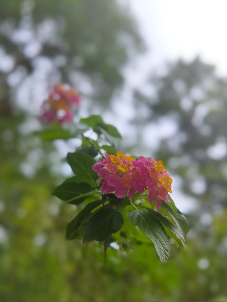 RakshitDev1's tweet photo. An app called Relense made this blur
Nice and op https://t.co/PgiF9RHN1z