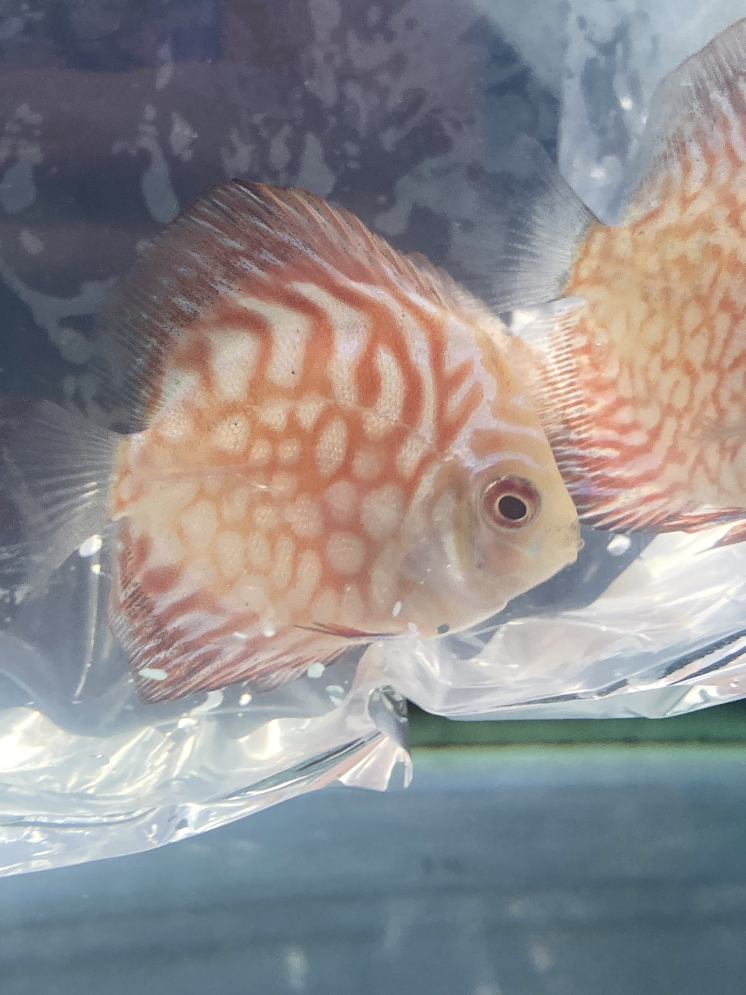 ディスカス プラチナエンゼル