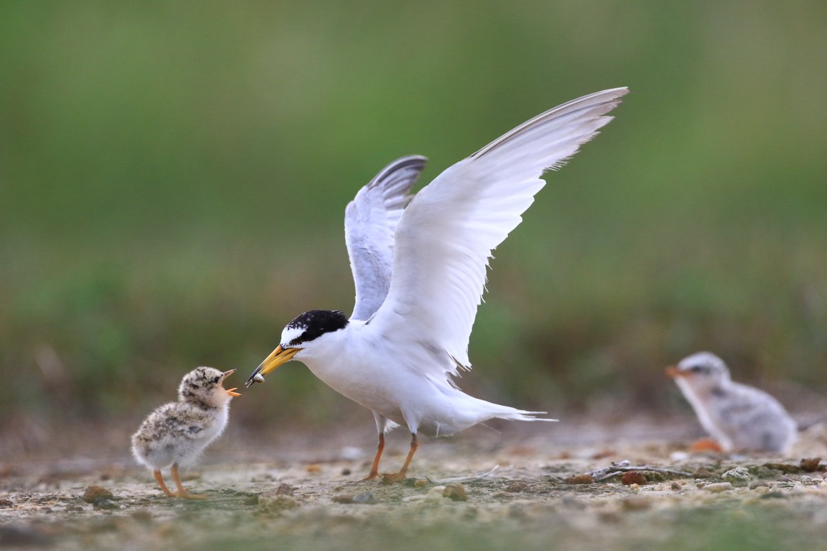 Wales Environment Link (@waleslink) on Twitter photo How can the new National Park in north-east Wales support nature? Check out our blog from @GarethLudkin at <a href="/Campaign4Parks/">Campaign for National Parks</a>, following WEL members supporting a joint statement, which outlines what the designation needs to do to help wildlife thrive.
waleslink.org/nature-has-the… How can the new National Park in north-east Wales support nature? Check out our blog from @GarethLudkin at <a href="/Campaign4Parks/">Campaign for National Parks</a>, following WEL members supporting a joint statement, which outlines what the designation needs to do to help wildlife thrive.
waleslink.org/nature-has-the…