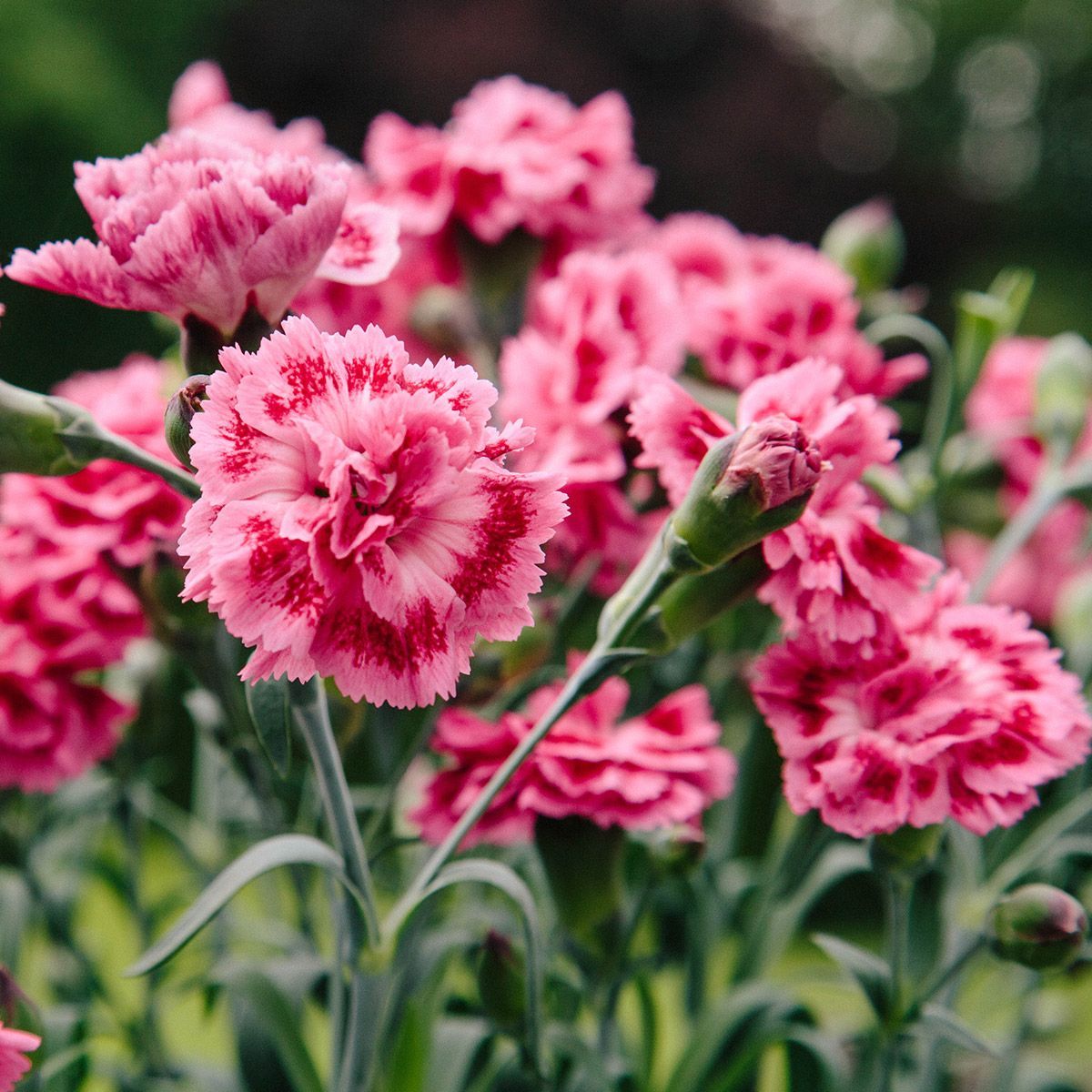 🌸 DELIGHTFUL DIANTHUS 🌸

Long flowering, sweetly scented and in beautiful shades of pink, our nursery fresh Dianthus 'Sugar Coral' and 'Sugar Raspberry' are as delicious as their names suggest. Buy 3 x 2 litre pots of the same variety and save £9: buff.ly/34g3SIa