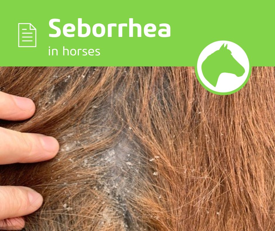 Seborrhea is a term that indicates scaling and crusting, which can be dry (seborrhea sicca) or oily (seborrhea oleosa). 

Refresh your knowledge on seborrhea using the recently updated content on #vetlexiconequis.

bit.ly/3XQY9SJ