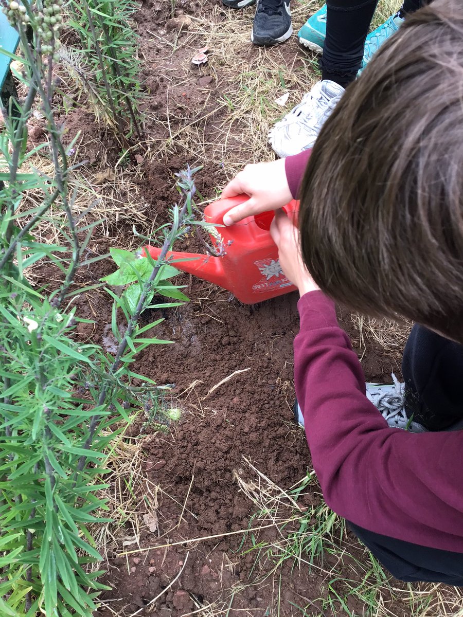 Y5_CTK's tweet photo. Last week 5AY visited what will be our new outdoor learning area at CtK. We planted a sunflower and look forward to going back when we are in year 6 to see if it’s grown.🌻 https://t.co/IEfjdWJRxq