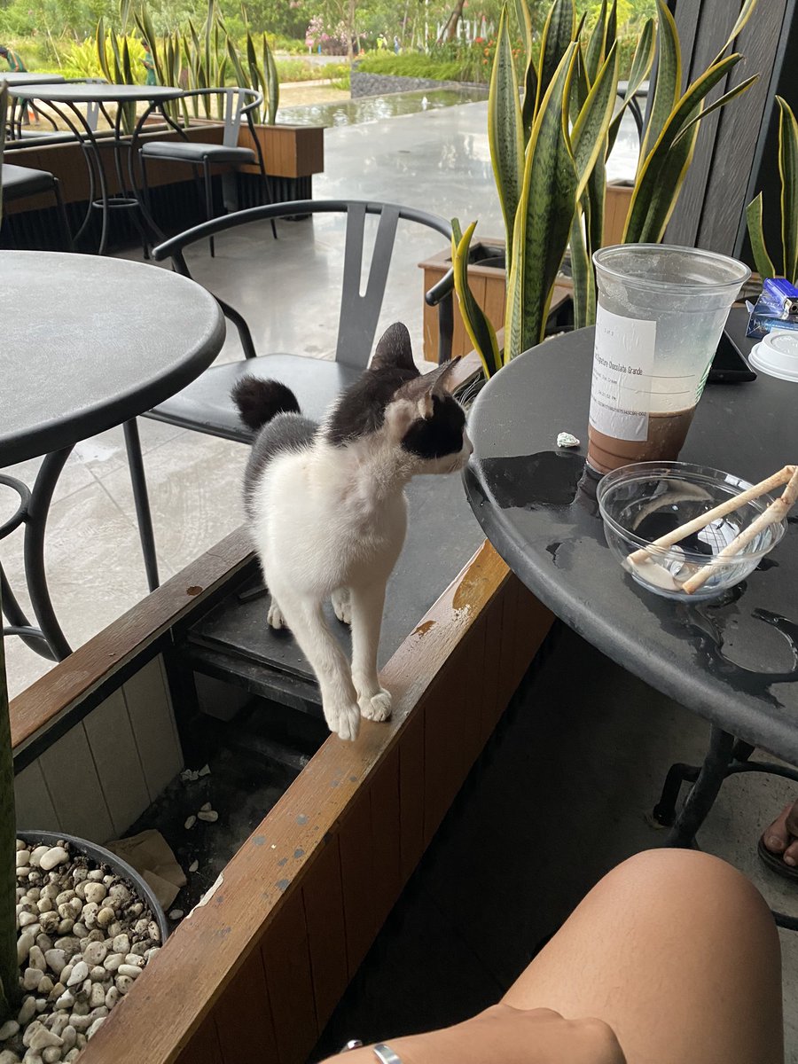 dokterjj's tweet photo. kucing penunggu Tsinghua University cabang bali 😼👉🏻👈🏻 https://t.co/jzI6ouafbY