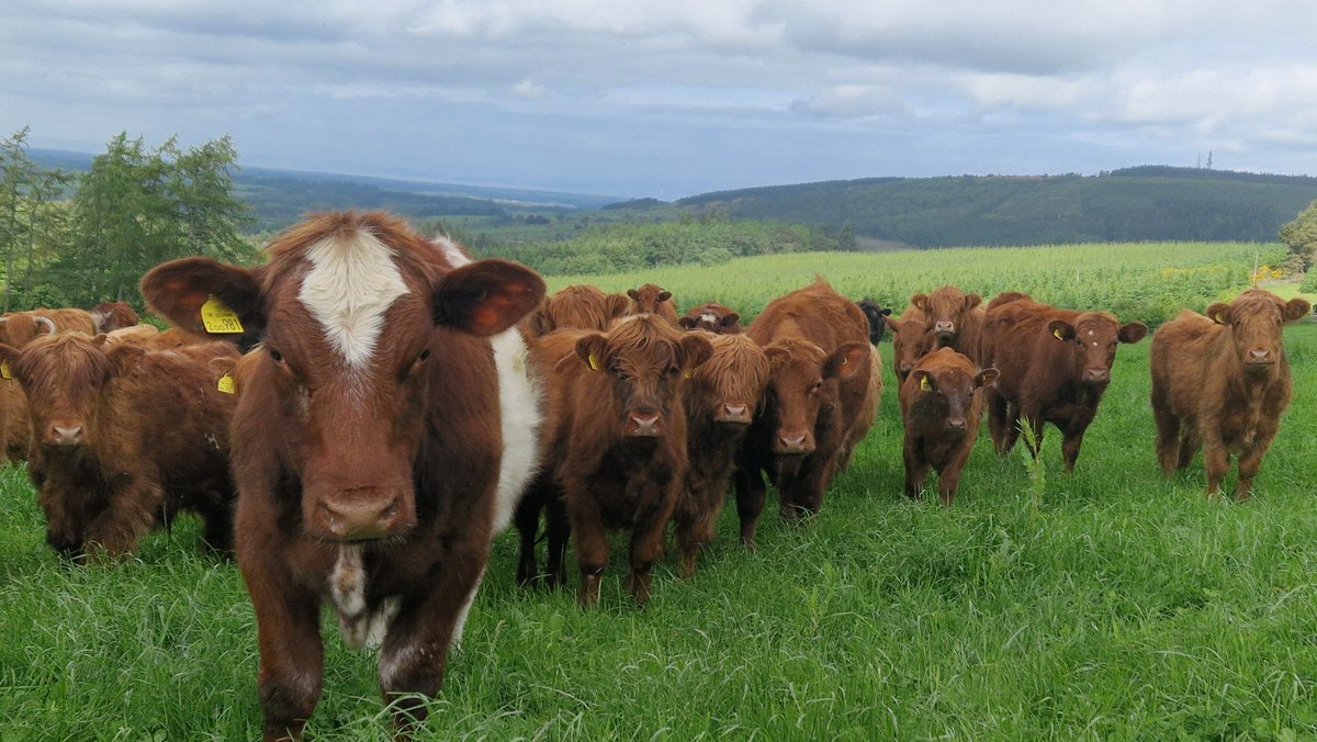 Edinvale Farm ๐ฑ๐ (@edinvalefarm) on Twitter photo Help Needed!
Looking for a farming family who would show a fellow <a href="/NuffieldFarming/">Nuffield Farming</a> scholar around their farming operation this Saturday and also chat succession. Looking for someone around the Speyside/moray/nairn/W Aberdeenshire areas ๐ Help Needed!
Looking for a farming family who would show a fellow <a href="/NuffieldFarming/">Nuffield Farming</a> scholar around their farming operation this Saturday and also chat succession. Looking for someone around the Speyside/moray/nairn/W Aberdeenshire areas ๐