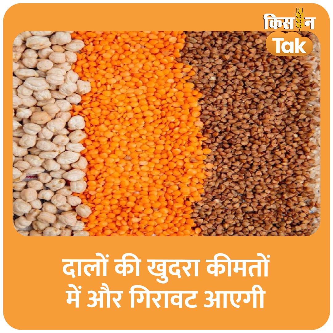 KisanTakChannel's tweet image. दालों की खुदरा कीमतों में और गिरावट आएगी, बड़े विक्रेताओं के स्टॉक का आकलन शुरू 
#pulses #retailprice #government #kisantak 
kisantak.in/knowledge/stor…