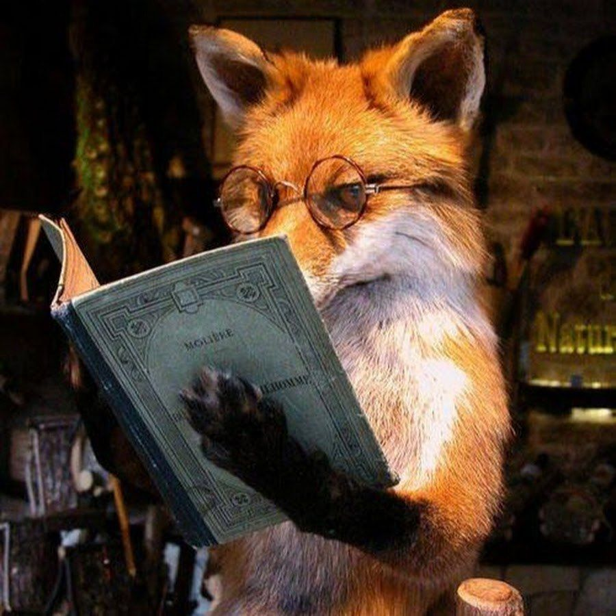 foxmaskfun's tweet photo. Cooking
🦊 “wild and free” https://t.co/pSz8QO9CfJ