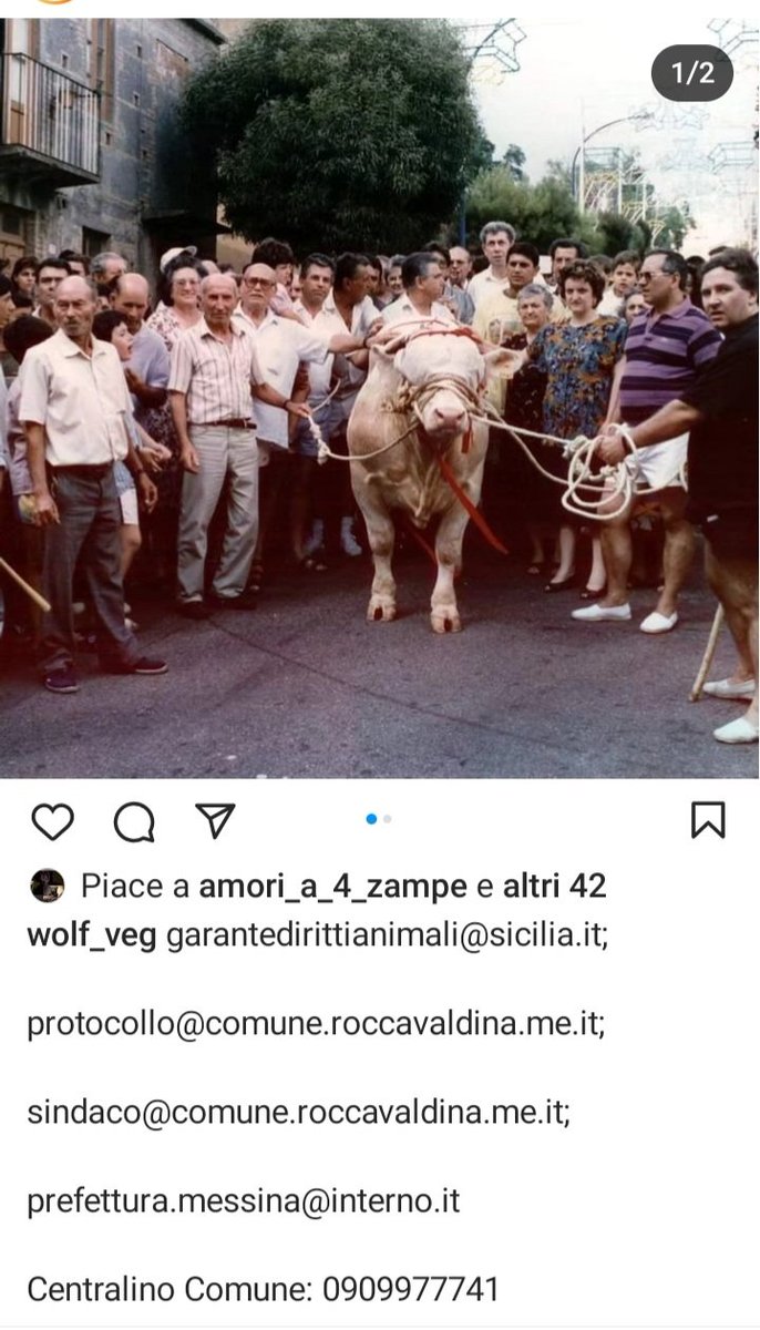 metaanto's tweet photo. Pensavo di averle viste tutte e invece..in un paese siciliano, Roccavaldina,Messina, il 1° agosto un VITELLO, verrà bendato, fatto sfilare tra GENTAGLIA TROGLIDITA, bastonato e infine UCCISO per ingraziarsi San Nicola. Mi chiedo chi sia il PRETE di Merd. che presenzierà al rito crudele. Scriviamo tutti per impedire questo scempio. @saraschivazappa @enpaonlus @ritadallachiesa @rosariaizzor @massimo4951 @Cla___________ @susy962