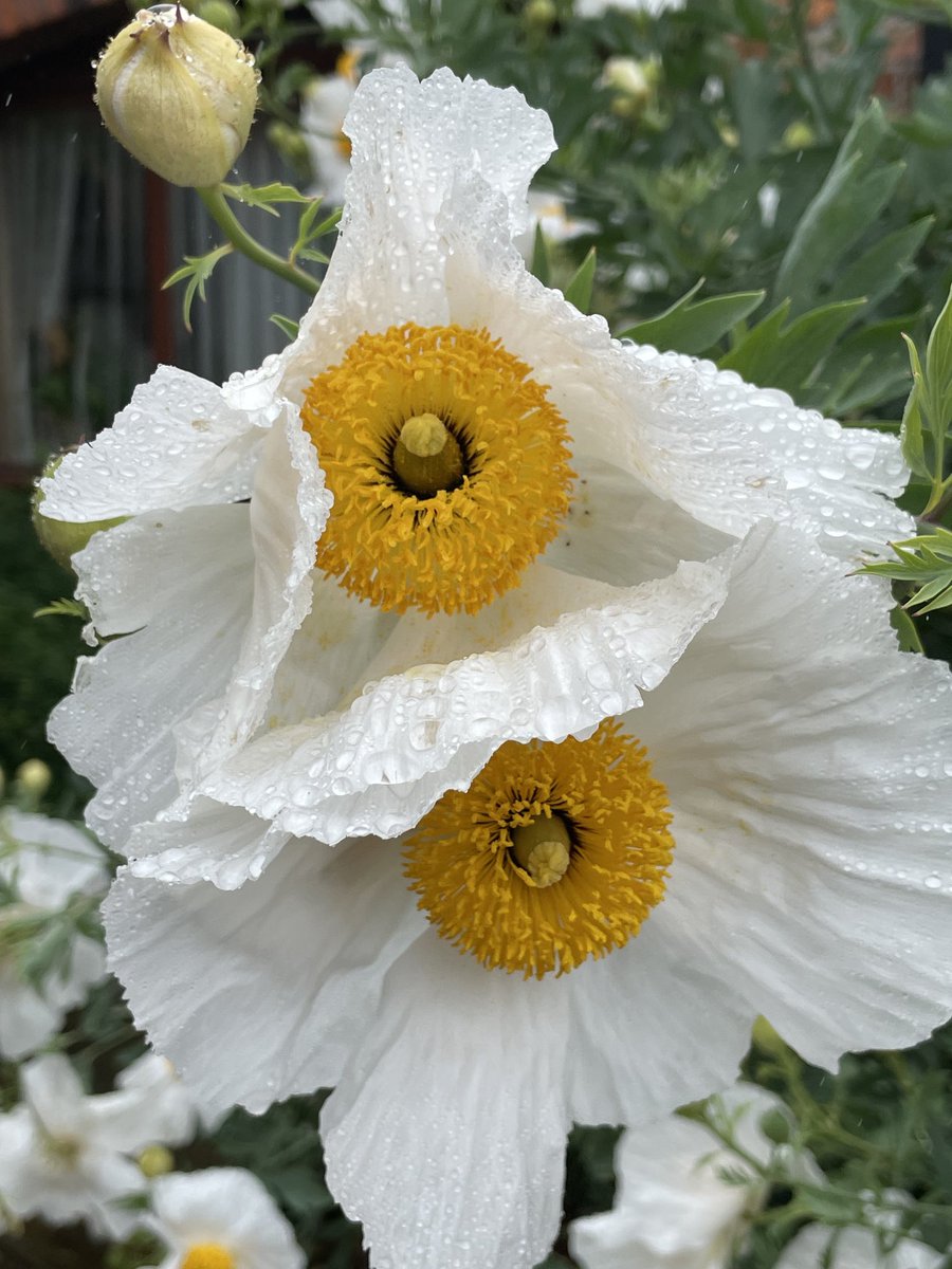 It may be raining but even that cannot take away from the beauty of the poppy, arguably it might even add to it!#greatdaysout #louthcoco #dundalkmuseum #