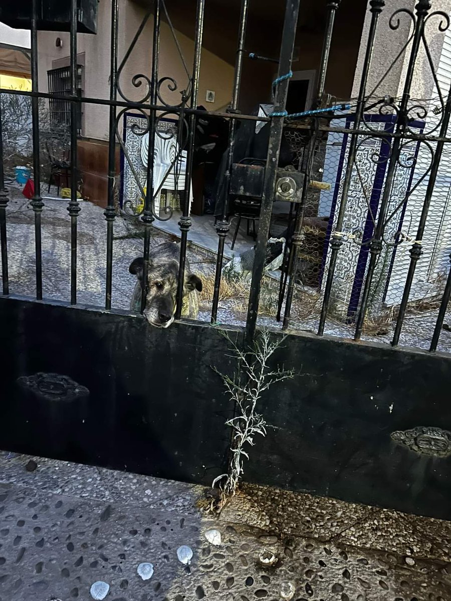 SilviaMylo's tweet photo. Ayuda muy urgente por favor difundir ‼️

Que por una vez las "autoridades" hagan otra cosa que no sea proteger al que hace estas cosas, que por ellos no funciona ninguna ley de protección animal ‼️
En Sanlucar de Barrameda, Cádiz ‼️🙏😢🆘📢
Copio :
Perro abandonado en su propia casa lleno de excrementos y mucha suciedad ya se publicó y no se ha hecho nada.hoy lo he visto y está súper delgado.a ver qué se podría hacer.Un familiar supuestamente le pone de comer cada 15 días es la huerta molinillo Sanlúcar de Barrameda