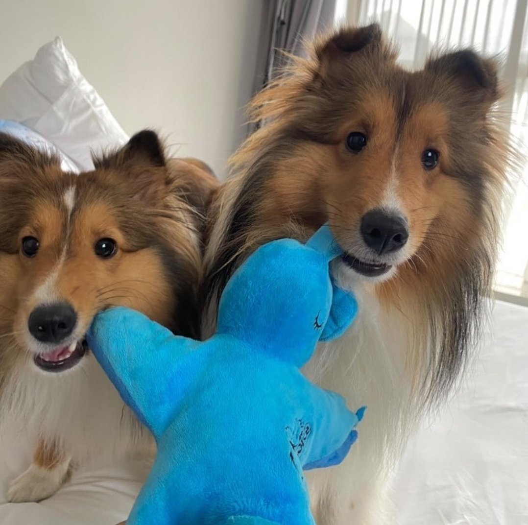 “p'ming said that mr. softie and the little green alien traveled with p'ben. he won’t be lonely for sure.”

stay happy and sweet dreams, our furbaby benliii 🥺🥹🥺🥹🥺