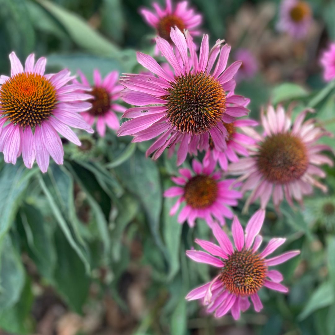 Can you name 3 native perennials in #Maryland? Morgan Stanley volunteers sure can! Volunteers work hard to keep the garden on Lancaster St. beautiful!

🌻 Black Eyed Susans
🌸 Purple Coneflower
🌿 Goldenrod