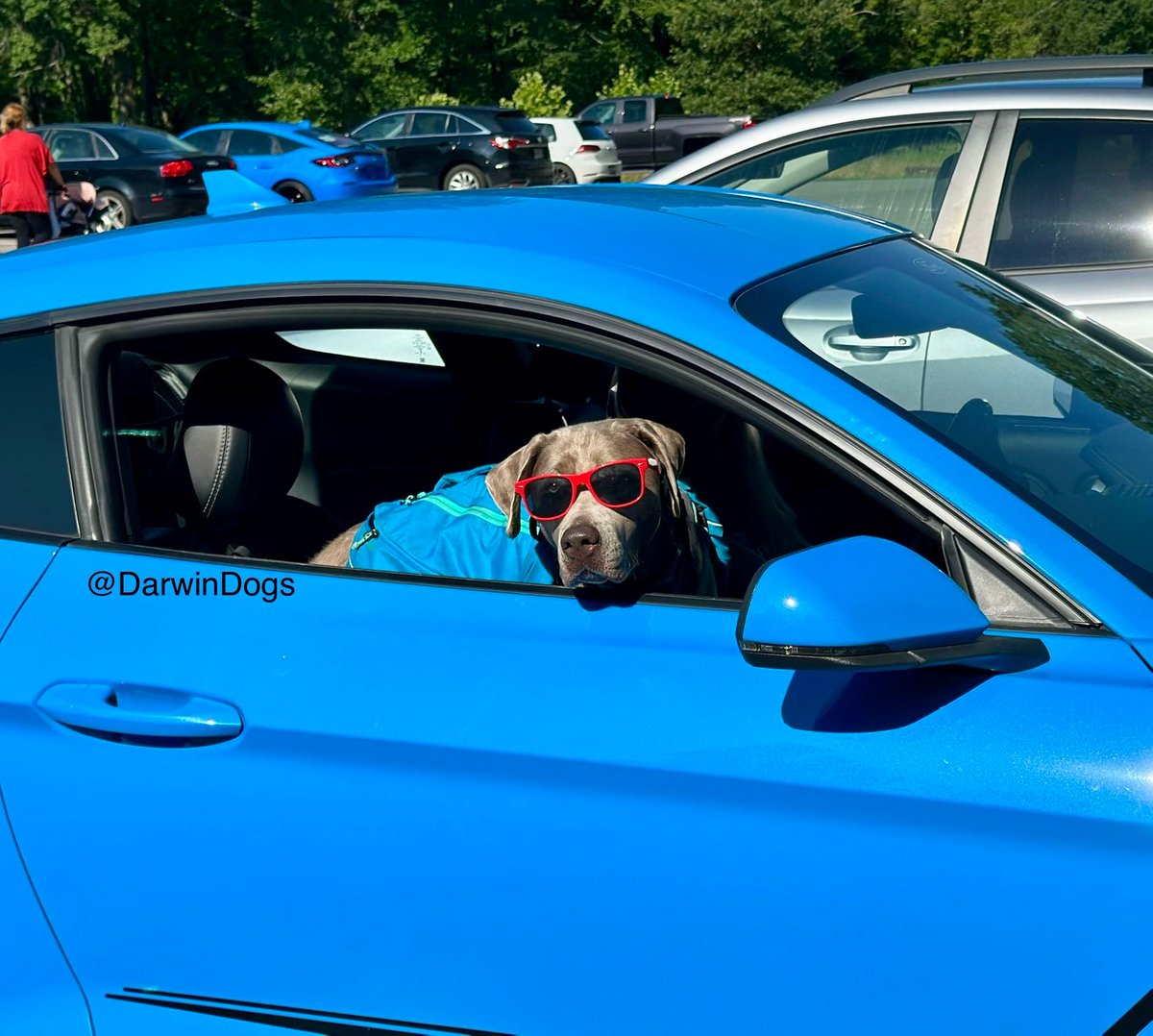 DarwinDogs's tweet image. Kona arriving in style at our Sunday #packwalk. 🕶️🐶

#Summertime #GoodDog #DogsOfCLE #DogLife #DogTrainingDifferently #OnSundaysWeWearTurquoise