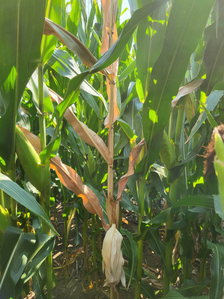 CropNetwork's tweet photo. Corn with crown rot often senesces early or dies prematurely. These "ghost plants" are frequently  surrounded by healthy plants.

Read more in Extension's https://t.co/yJiu6FE8wc

From @alisonrISU @cropdoc08 @tjcksn @baldpathologist @ccecornell @MandyBish1 @MartinChilvers1 @PACropDoc @MahDuffeck @travisfaske @NDSUcerealpath @UDExtension @VACoopExt @UMNExt @dsmuelle @CUESNews @CFAES_OSU @alabamaED @badgercropdoc @DTelenko @AlbertTenuta and @YuanZeng3. #agtwitter @NationalCorn