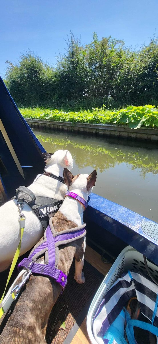 Vinnie and Luna watching the world go by