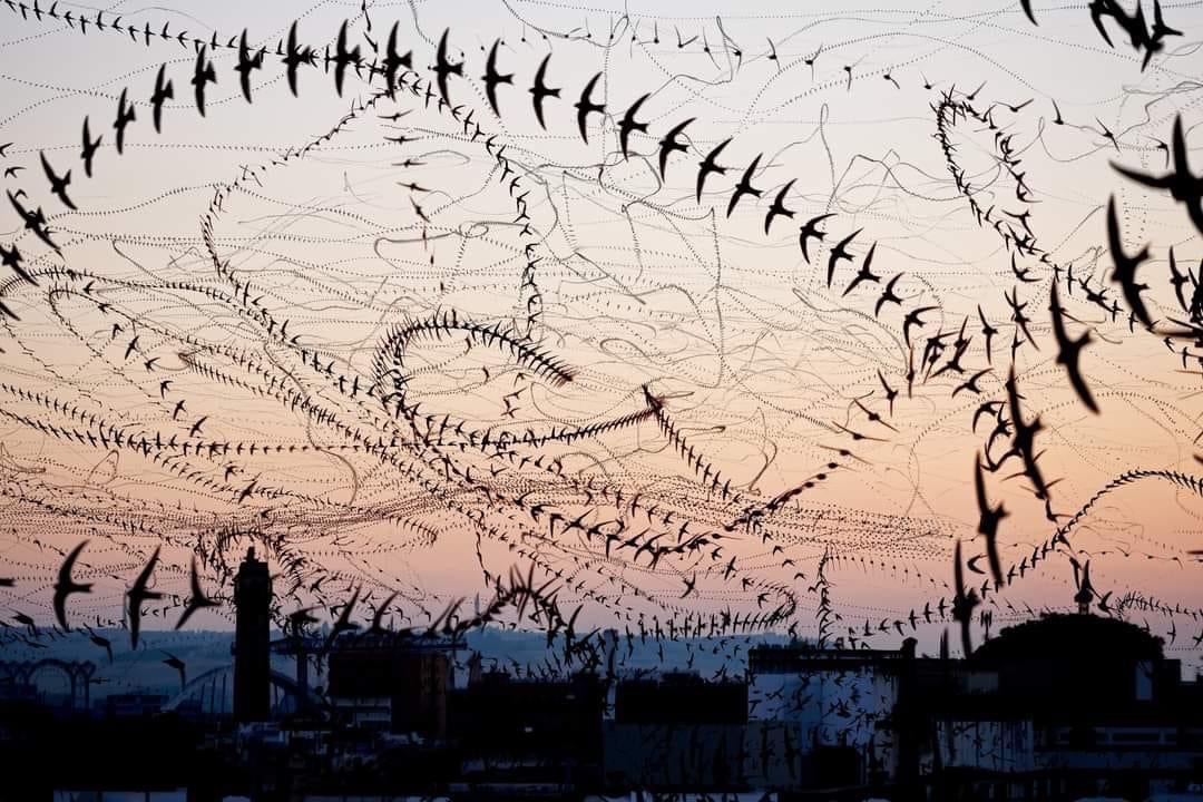Edu Aguilera
Bird trails