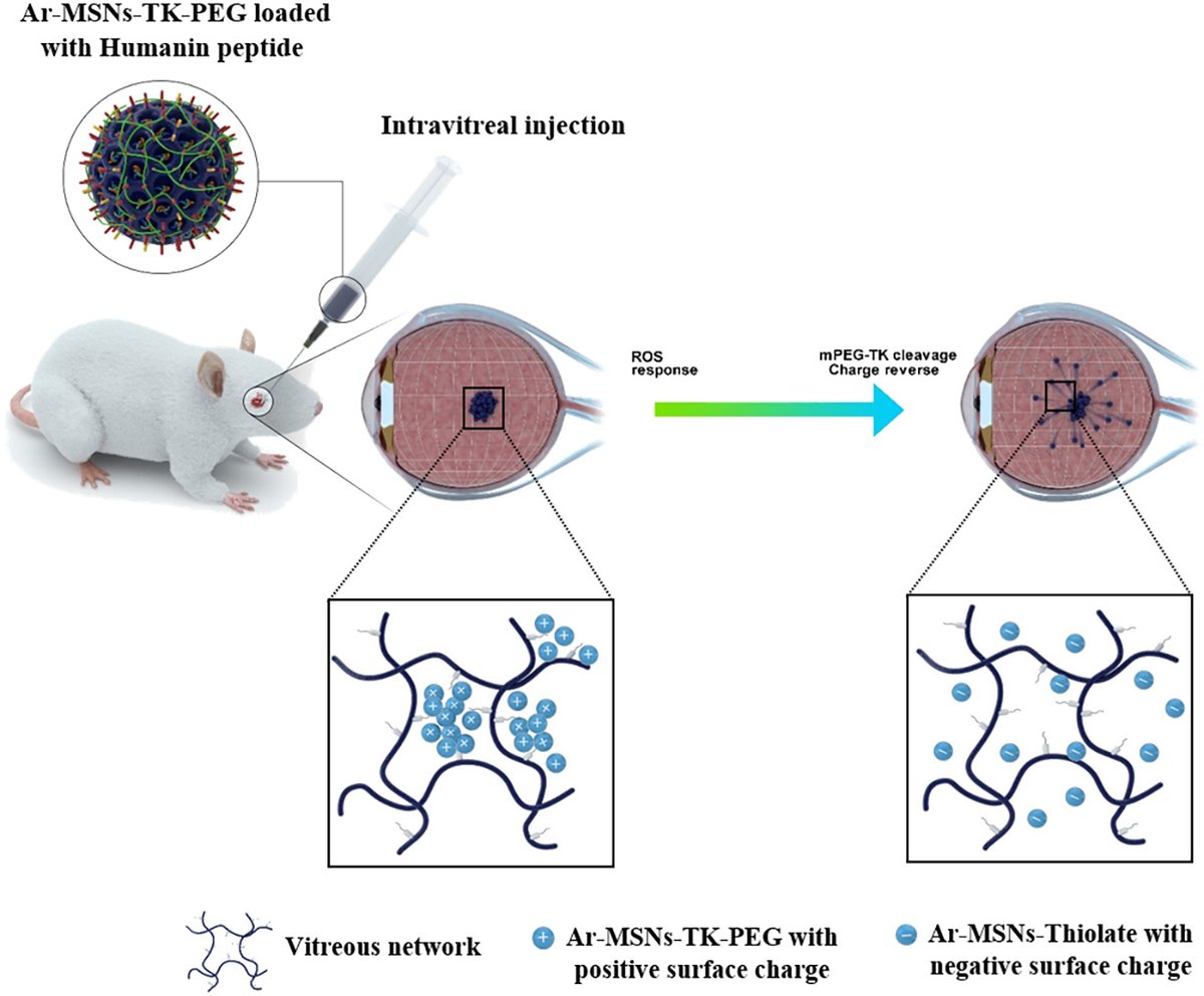 JCRnEDITORS's tweet photo. ROS-responsive charge reversal mesoporous silica nanoparticles as promising drug delivery system for neovascular retinal diseases.
| Tae Geol Lee, Korea National Univ. of Science and Technology | @KoreaCRS
#SilicaNanoparticle #intravitreal #humanin
https://t.co/2g8a89LV6K https://t.co/THPA9J3tvL