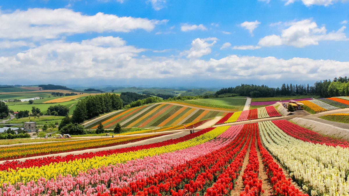 localBuddygo's tweet photo. Top 10 Non-tropical island around the world!            

#4

Discover Hokkaido, where you can ski in the winter, soak in hot springs, and savor the freshest seafood! 🎿♨️🍣 Did you know it's the second largest island in Japan? Use Local Buddy to explore this diverse island! 

Hokkaido is famous for its ski resorts, natural hot springs (onsen), and the stunning Shiretoko Peninsula. Summer offers beautiful flower fields, while winter is perfect for skiing and snow festivals. #Hokkaido #Japan #vacation #travel #localbuddy