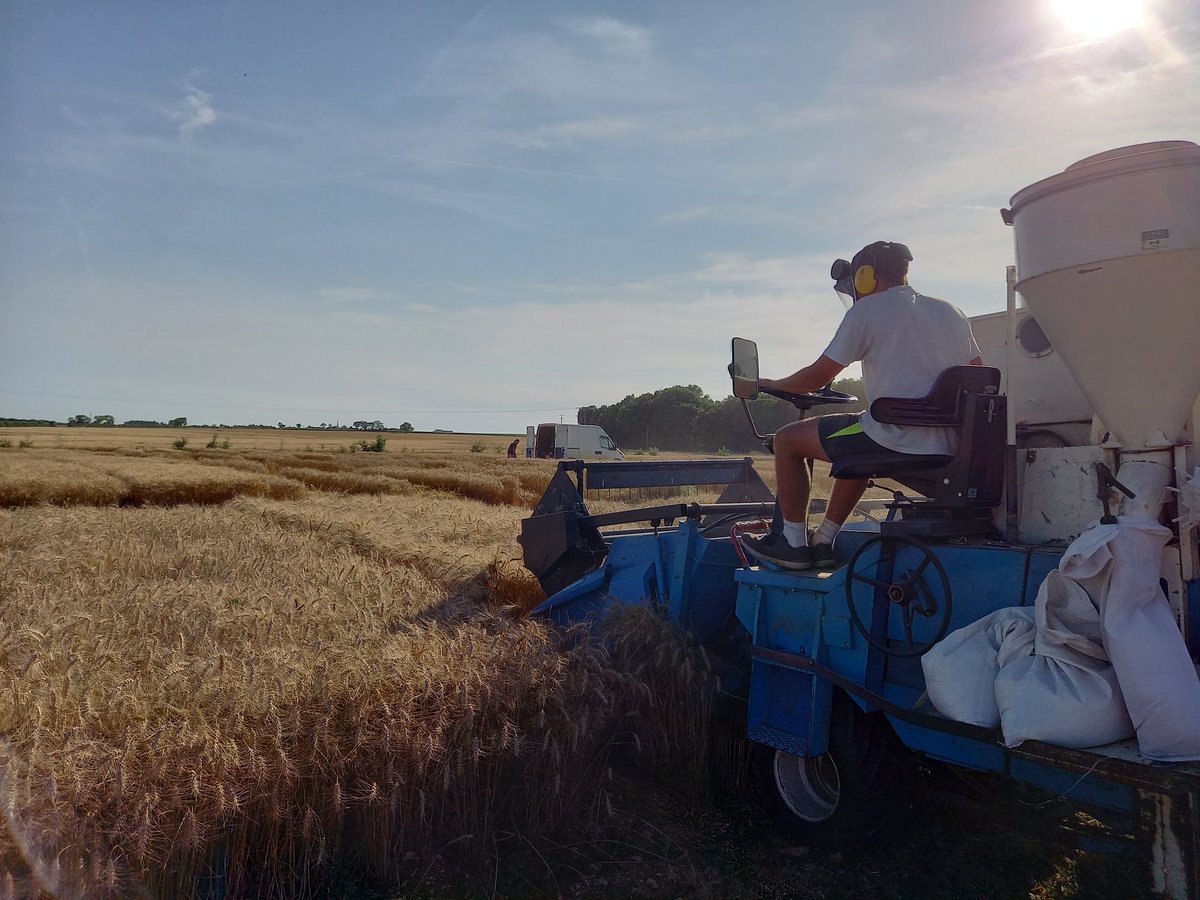 Doucement mais sûrement ! 
Les récoltes de nos essais dans la plaine du #sudvendée avancent. Ici un essai de variétés de blé tendre. 
Plus qu'a analyser tout ça pour nos adhérents.