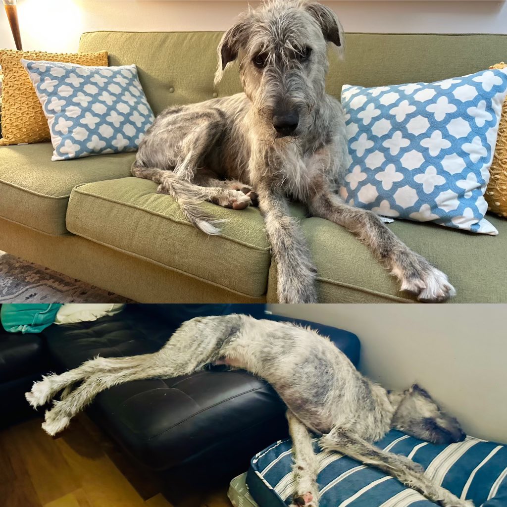 <a href="/dog_rates/">WeRateDogs</a> <a href="/deadpoolmovie/">Deadpool Movie</a> Baloo - a highly qualified candidate!
Job qualifications: serious sidekick with strong smolder skills, able to be flexible and blend into his environment when the need arises.