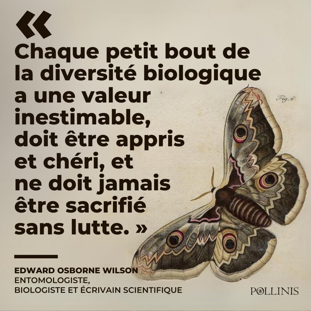 AssoPollinis's tweet image. Biologiste et entomologiste américain, Edward Osborne Wilson (1929 - 2021), appelé couramment E. O. Wilson, est le fondateur de la sociobiologie. En 1988, il consacre le terme #biodiversité dans la littérature scientifique. #StopExtinction