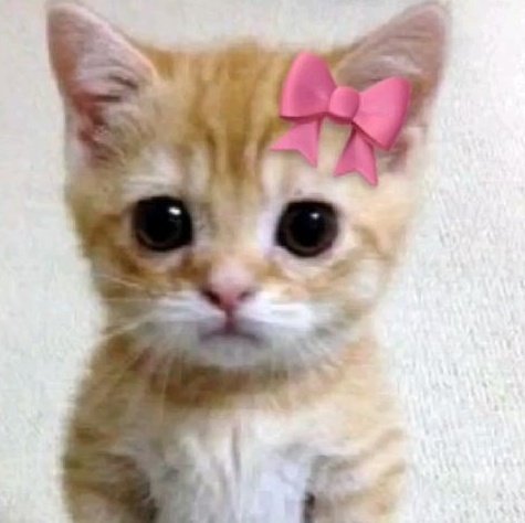 intoprimii's tweet image. 🐈 🎀