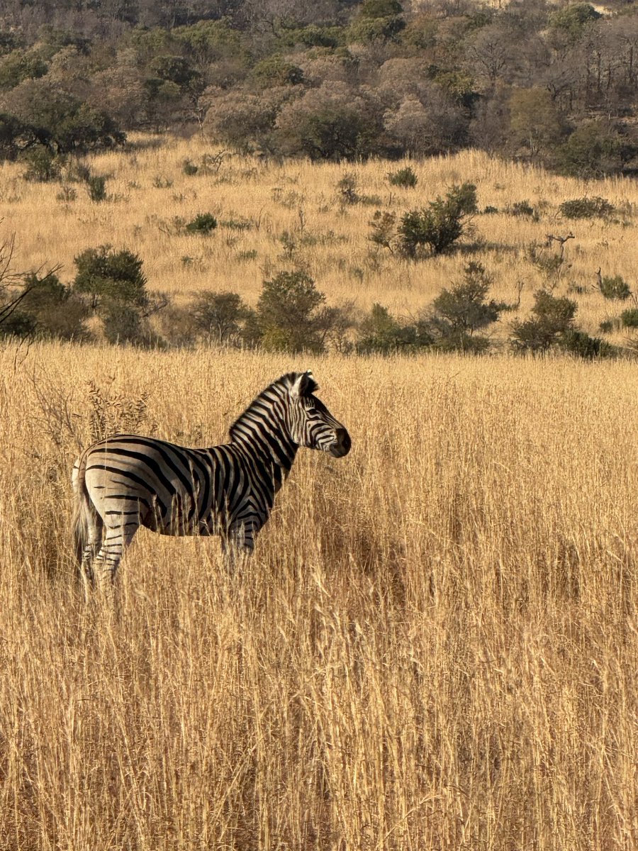 PiggottTrips's tweet photo. Some good sightings early on but hoping to see more of the Big 5 in the afternoon drive. Everyone is buzzing to get back on the trucks! https://t.co/7HtoCVFks2