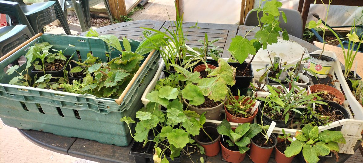 Open Saturday, 27th Jul, 11-2
Big Summer Event, 10th Aug, 12-4

At both of these Tree walk/Poetry workshops, there's also:
🌳Tree giveaway courtesy of <a href="/FircroftCollege/">Fircroft College</a>  
🌱Plant share thanks to <a href="/moseleyinbloom/">Moseley in Bloom</a> 

Thank you very much for both sets of donations of surplus plants 😁