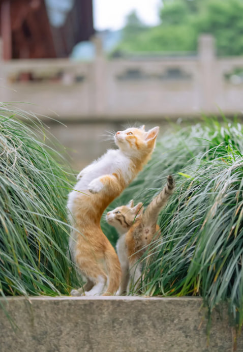 猫のぎらぎらした目が、黒い豆電球のように、ギラギラ光っていました。