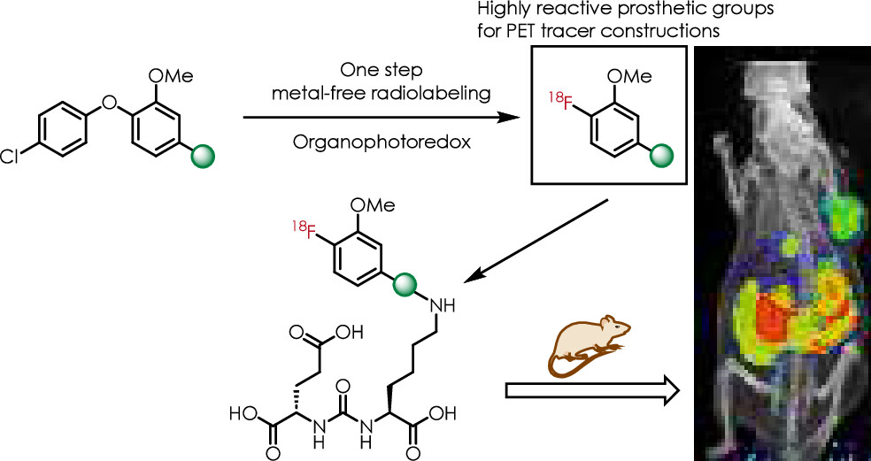 NicewiczLab's tweet image. Check out our newest collaboration with the Li lab in ACS Central Science about One-Step Synthesis of [18F]Aromatic Electrophile Prosthetic Groups via Organic Photoredox Catalysis!
pubs.acs.org/doi/10.1021/ac…