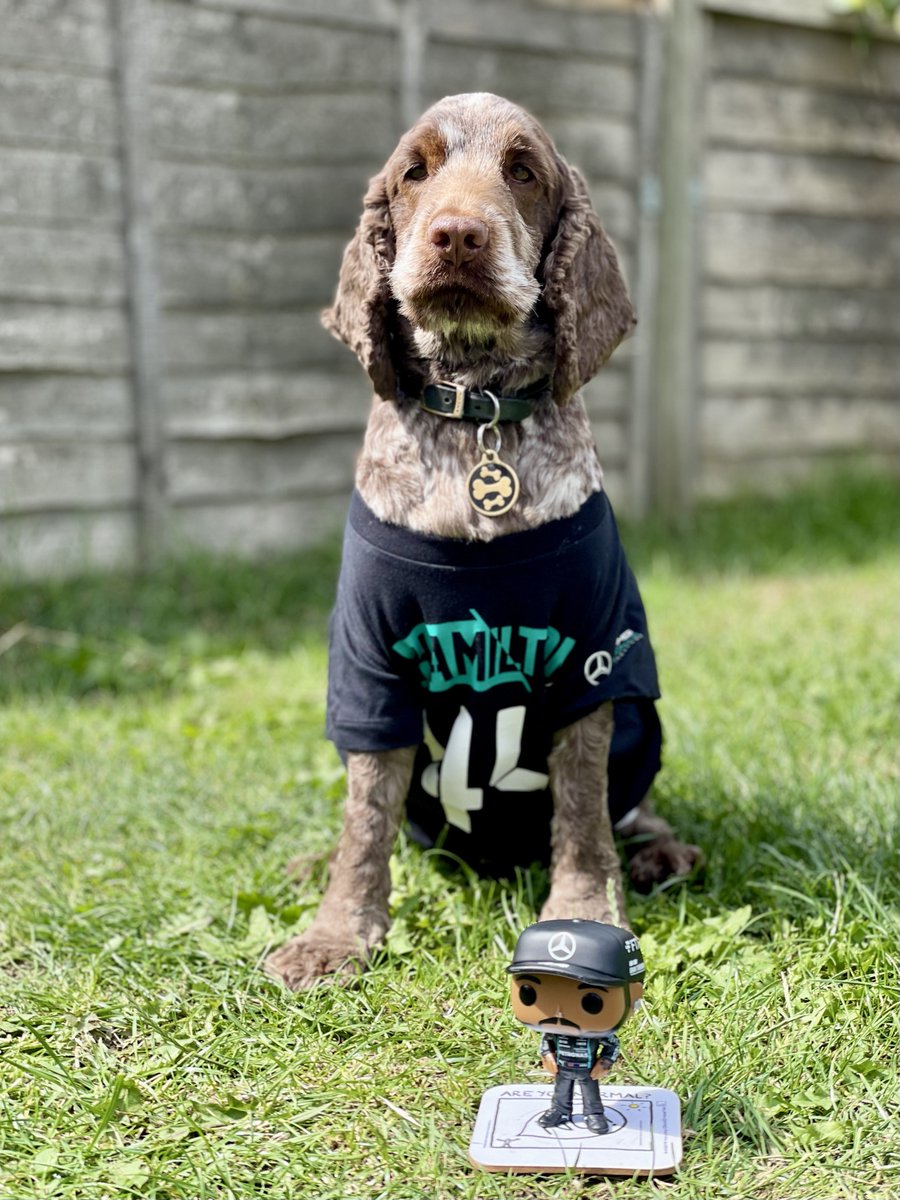 HammertimeDoggo's tweet photo. @MercedesAMGF1 @LewisHamilton Looks like I need to add to my collection. https://t.co/scfbpF7jTu