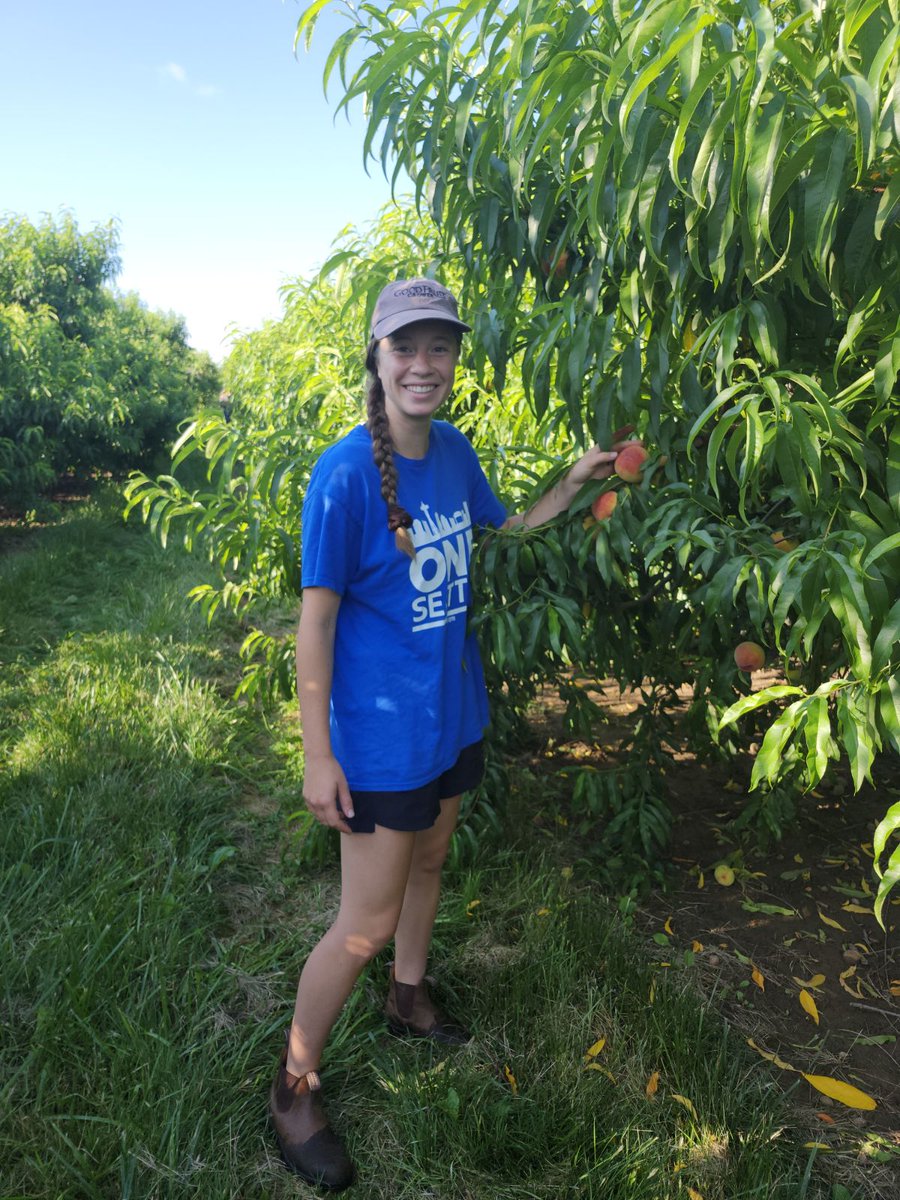 Peach harvest is well underway and Sofia and <a href="/UoGAppleDoc/">John Cline</a> have been busy harvesting peaches from ACC thinning trials on peach and plums.