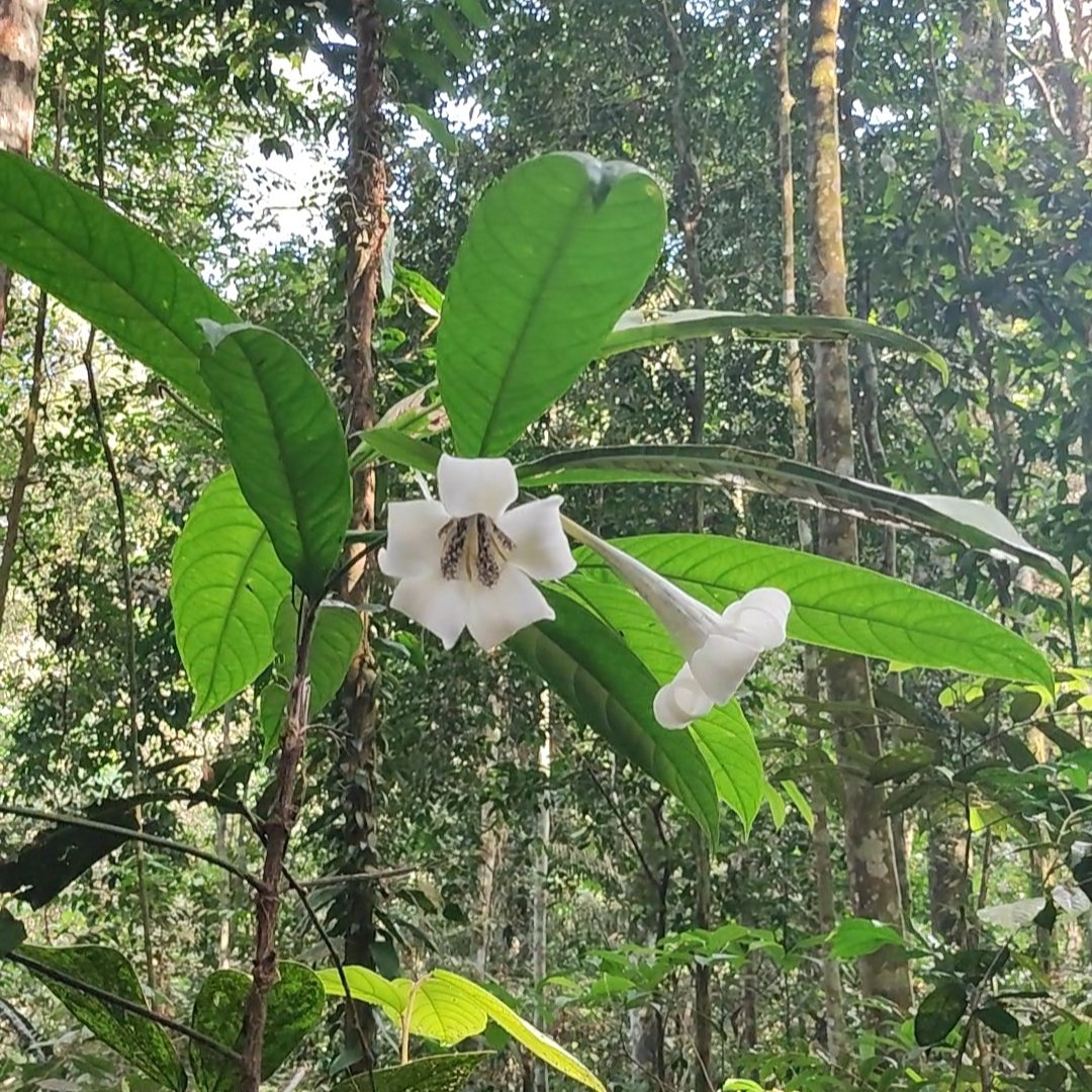mistaaimanvevo's tweet photo. 📍 Hutan Simpan Kekal Ayer Hitam, Puchong
Pic 1: Pokok hidung babi (𝘚𝘪𝘯𝘨𝘢𝘱𝘰𝘳𝘢𝘯𝘥𝘪𝘢 𝘮𝘢𝘤𝘳𝘰𝘱𝘩𝘺𝘭𝘭𝘢).
Pic 2: Mengkarung (𝘏𝘦𝘳𝘦𝘮𝘪𝘵𝘦𝘴 𝘷𝘪𝘵𝘵𝘢𝘵𝘶𝘴).
Pic 3: Batu kuarza & pasir silika.
Pic 4: Telur mengkarung (unknown sp.).
#sisfec #hsah #malaysia https://t.co/uopWNncE1Y