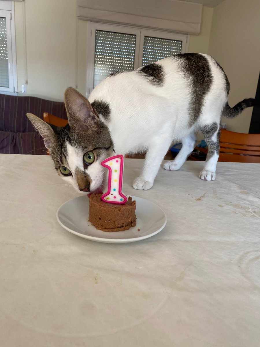 Quim_Mas_'s tweet photo. 1 like = 1 felicitació per en Melindro🥰 https://t.co/fWhhXyV5HM