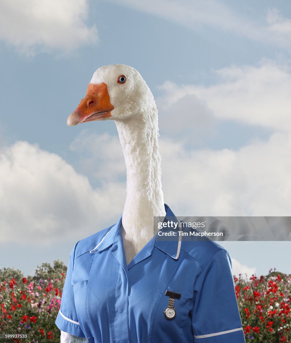 shitbritishpics's tweet photo. Portrait of a goose dressed as a nurse - stock photo (2016) https://t.co/j4td63pahX