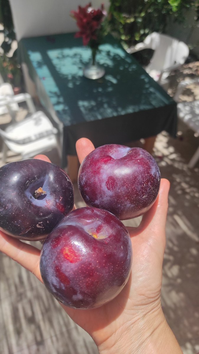 Вось такія сліўкі растуць на нашай выспе. Больш некаторых яблык 😆