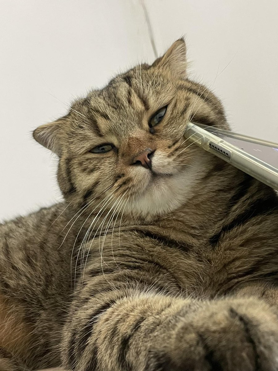 TranslatedCats's tweet image. Fat Butter Bear says 'cute.'
Fat Chipang said 'like a baby buffalo.'
Which one is the standard? Answer quickly.
