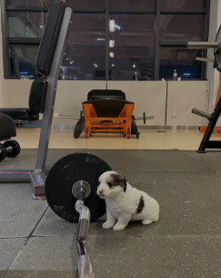 lyhangju's tweet photo. その子犬はどこから私のパーソナルトレー��ーとしてやって来たのですか？🐕💪🏻🏋🏻‍♀️ https://t.co/euieivl92Q