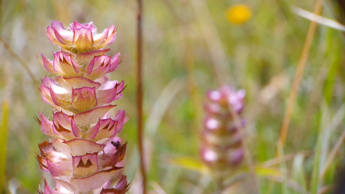 mathew frith (@frithinwood) on Twitter photo hints of Meissen porcelain in self-heal's towered cakestand bracts at Kingcombe's Cowleaze, their curled purples stripped to pinking butterfly-scale fancies <a href="/DorsetWildlife/">Dorset Wildlife Trust</a> <a href="/Love_plants/">Plantlife</a> <a href="/wildflower_hour/">wildflowerhour</a> <a href="/NEDorstHantsIOW/">NEDorsetHantsIOW</a> hints of Meissen porcelain in self-heal's towered cakestand bracts at Kingcombe's Cowleaze, their curled purples stripped to pinking butterfly-scale fancies <a href="/DorsetWildlife/">Dorset Wildlife Trust</a> <a href="/Love_plants/">Plantlife</a> <a href="/wildflower_hour/">wildflowerhour</a> <a href="/NEDorstHantsIOW/">NEDorsetHantsIOW</a>