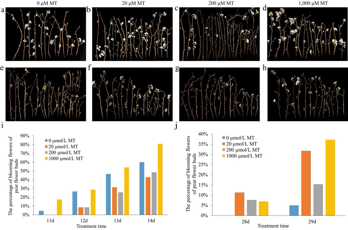 HortiPlant's tweet image. Spring temperature fluctuations threaten North China's pear industry. Melatonin regulates pear flower opening, mitigating temperature-related losses.
@MaximumAcademic @PlantSci @ThePlantJournal #FruitRes #PearIndustry #TemperatureControl
Details: maxapress.com/article/doi/10…