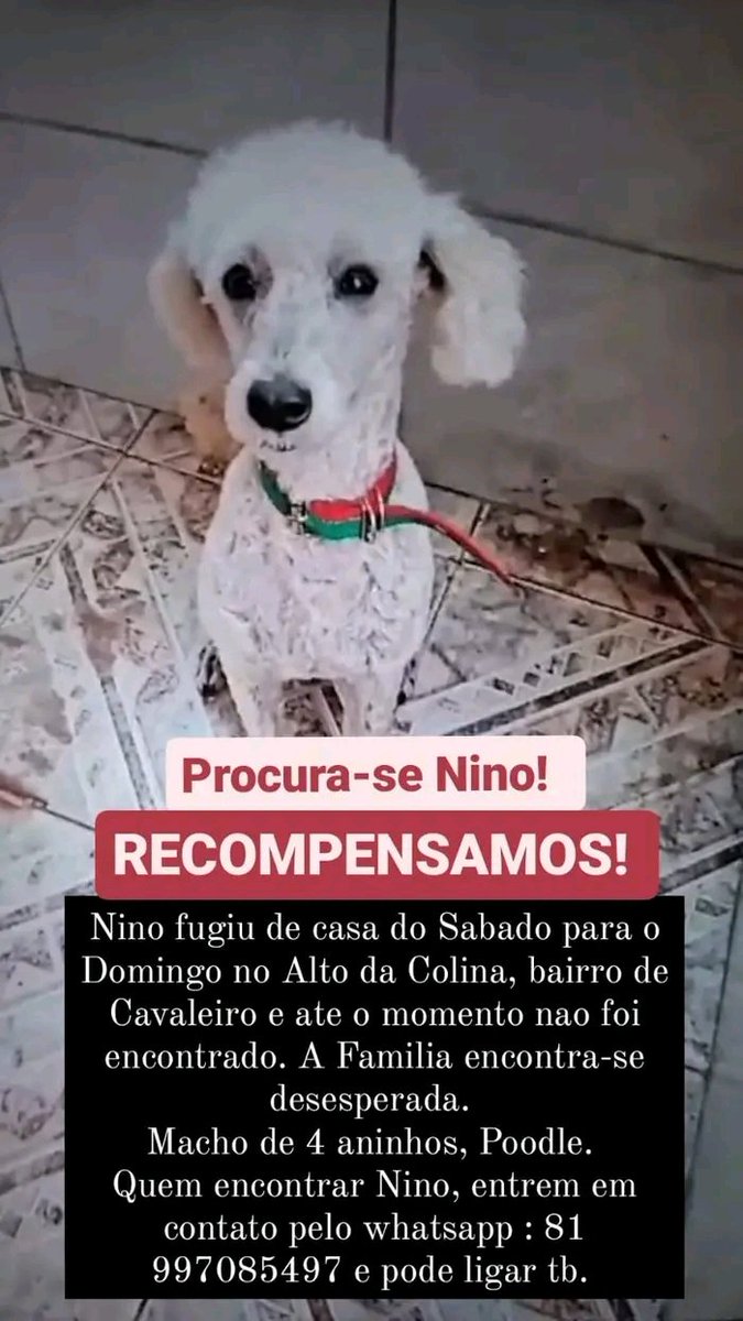 AnimaisRecife's tweet photo. 🔎 PROCURA-SE 
CAVALEIRO - JABOATÃO 
RM RECIFE 

NINO SUMIU 💔 https://t.co/oz7MFNcrme