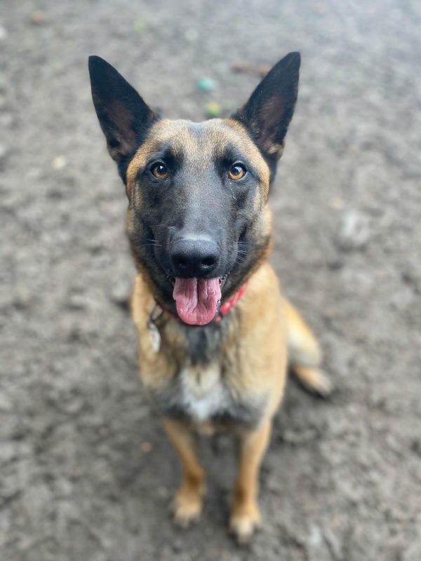 Bram will be 3 in Aug and he was adopted by his #foster home but he has taken a dislike to the male #dogs in the home, Bram will need an adult only home and possibly live with an older, female dog 
#germanshepherd #Sussex 
gsrelite.co.uk/bram/