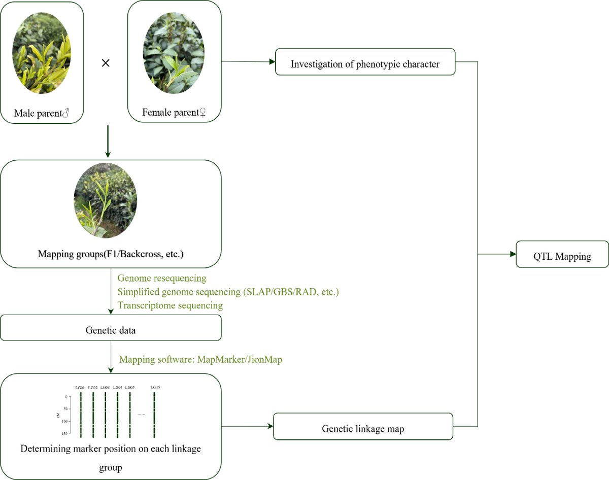 HortiPlant's tweet photo. A review of recent advances in tea breeding highlights the use of QTL mapping and GWAS to identify genes influencing tea quality.
@MaximumAcademic @NewPhyt @sci_plant @PlantPhys @ThePlantCell #BPR #TeaBreeding #GeneticMapping #GWAS
Details: https://t.co/o1BtMPvc6u https://t.co/5P8wBDbTM3