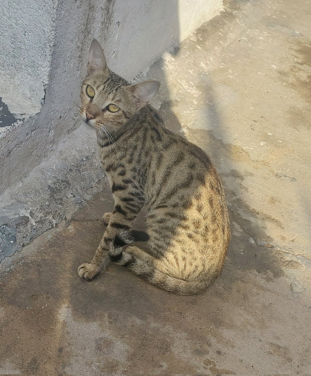 dr_sanju__'s tweet photo. The Art_🥹 The Artist_🐈
खूनी प्यार😅
#Chaniya 🐱 https://t.co/SjzxcuF9ED