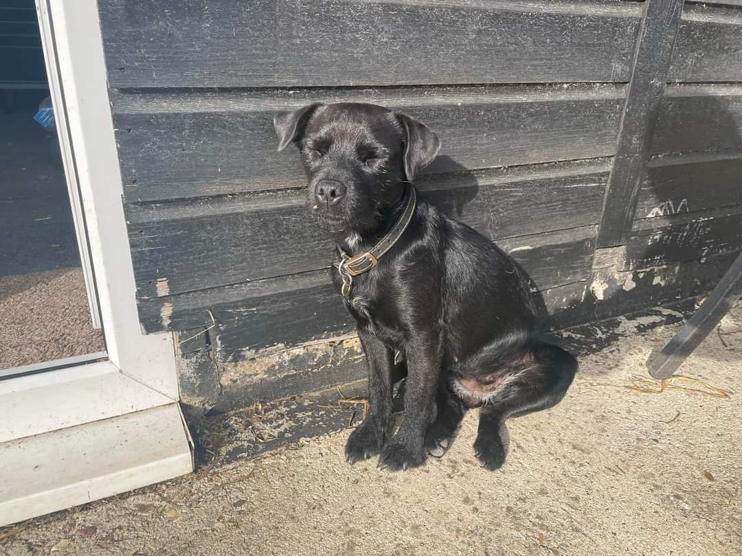 MissingPetsGB's tweet image. 🐕 Please keep a lookout for  little dog OLIVE
She ran off over the fields behind Heath Road, Gamlingay #Cambridgeshire #SG19 last night 17 July 2024. She should have a collar &amp;amp; tag with owners number 07803878100 or 07415887959
Owners are desperate to have her back 🙏please share