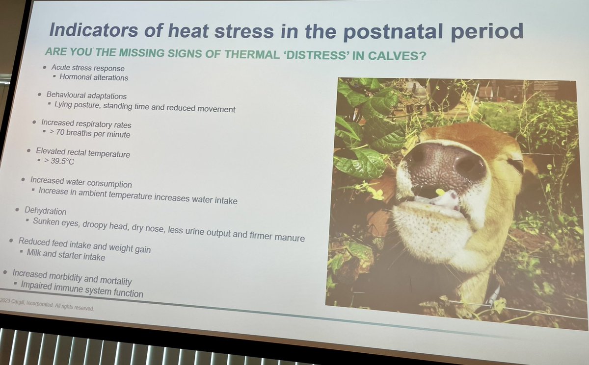 What should we be looking out for in calves as indicators of heat stress? #NationalYoungstockConference