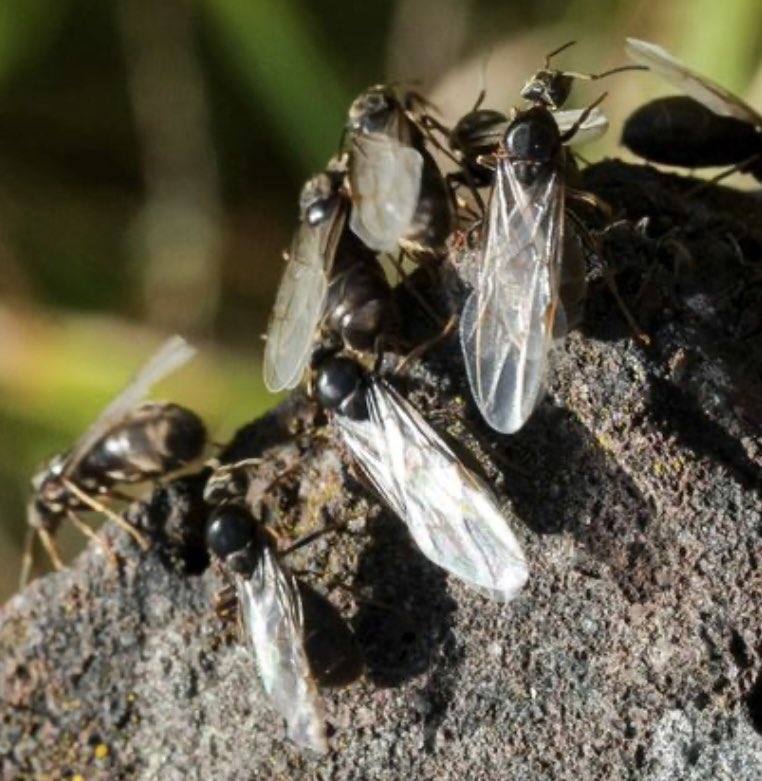 Flower Power Lymo tweet media