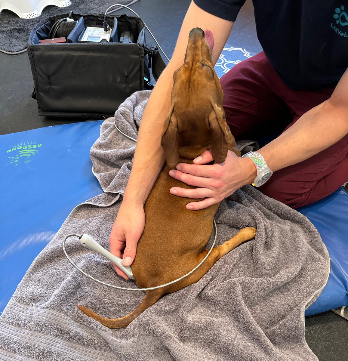 MiloOnSolona's tweet photo. Was Milo’s favorite day of the week! Got some hydrotherapy, red laser treatment &amp; pulse mat treatment. https://t.co/gpKRmsJ6x8