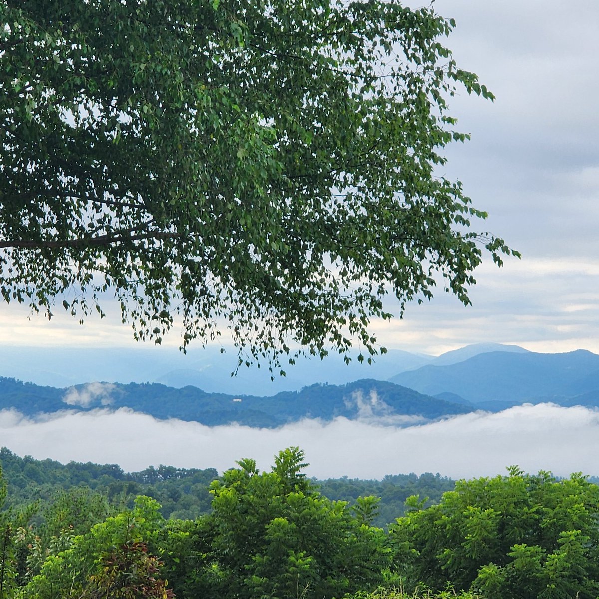 Dr. Diamond Forde tweet media